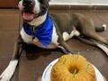 Esta semana hicimos 2 tortas para los humanos de estos cumpleañeros perrunos, Percy y Sasha ❤🐶 nos enviaron estas hermosas fotos y aquí se las compartimos!!! 🐾😍😍😍  Nota: NO son tortas aptas para perros, son tortas para que los humanos celebren el cumpleaños de sus perros jajaja ya si tu mascota es todo terreno y no le hace daño una torta normal... pues hágale! Pero es preferible que el perro no coma de estas tortas, si no una especial para ellos. 🐕🤭😋🦴  #cumpleaños #perros #happybirthday #tortascali #tortaspersonalizadas