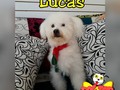 El es Lucas, un caballero disfrutó su día de spa. En @dogtor_spa_canino los consentimos como se merecen!!!