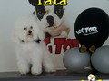 Ella es Tata, su clase y estilo marcan la diferencia disfrutó su dia de spa. En @dogtor_spa_canino los consentimos como se merecen!!!