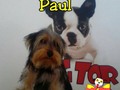 El es Paul, muy tierno y consentido disfrutó su día de spa. En @dogtor_spa_canino los consentimos como se merecen!!!