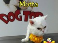 Ella es Motta, recibió cambió extremo disfrutó su día de spa. En @dogtor_spa_canino los consentimos como a merecen!!!