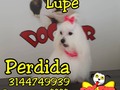 Hoy se perdió la hermosa Lupe su familia está muy triste por favor cualquier información llamar 3144749939 se ofrece recompensa $$$$ difundir por favor