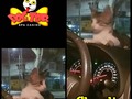 El es Charlie, su clase se nota!!! Disfruta al máximo sus paseos con sus padres. Charlie es DOGTOR .En @dogtor_spa_canino los consentimos como se merecen!!!