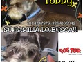 Tobby se perdió en pueblo nuevo Tranversal 17 calle 0# 12 _ 78 pueblo nuevo  informes  311 4747575: 3204106042 SU FAMILIA ESTA MUY TRISTE ayudanos a encontrarlo