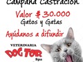 Ven cancela tu cupo de castracion y nosotros te agendamos el día de la cirugía ehas 3133168595 veterinaria Dogtor Cúcuta av cero #4-74 lleras por la zona de las flores AYÚDANOS A DIFUNDIR