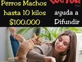 Solo perritos machos debes agendar antes de la cirugia