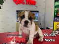 Económico dos vacunas