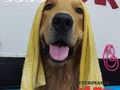 Así es que los niños disfrutan su día de spa en @dogtor_spa_canino