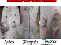 Perrita adulta mayor con mastectomía por tumores en glándula mamaria! Excelente paciente!!!