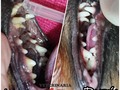 Este niño dolió con una dentadura de revista!!! Los esperamos para aportar y sumar a preservar la salud de tus mascotas!!!
