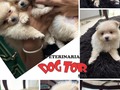 Camada Pomerania disponible, 55 días de nacidos! Excelente Genética!!!