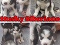 Camada de cachorros Husky Machos y Hembras!!!