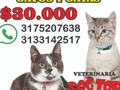 Gran jornada procedimientos quirúrgicos!!! El objetivo es mantener l salud de todas la Mascotas!!!