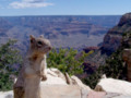 Hungry squirrels Grand Canyon South Rim