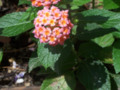 Lantana camara flower in the verbena family