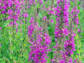 Pink winged loosestrife wildflower lythrum alatum flowers