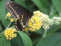 Black swallowtail butterfly female (Papilio polyxenes) Snug Harbor Butterfly Garden