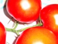 Red ripe tomatoes