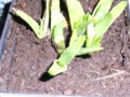 Aloe Vera plant