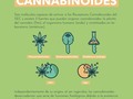 #cannabismedicinal #weed #hemp #marijuana #cannabis #cannabiscommunity #cbdhealth #medellín #cigarrillos #dolor #artritis #fumar #depresion #defensas #sistemainmune #estres #ansiedad #dismenorrea #cólicos #rinitis #epilepsia #cbdoil #fitocannabionoide #endocannabinoide @Cannapeutas