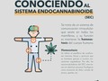 #cannabismedicinal #weed #hemp #marijuana #cannabis #cannabiscommunity #cbdhealth #medellín #cigarrillos #dolor #artritis #fumar #depresion #defensas #sistemainmune #estres #ansiedad #dismenorrea #cólicos #rinitis #epilepsia #cbdoil #fitocannabionoide #endocannabinoide @cannapeutas