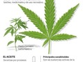 #cannabismedicinal #weed #hemp #marijuana #cannabis #cannabiscommunity #cbdhealth #medellín #cigarrillos #dolor #artritis #fumar #depresion #defensas #sistemainmune #estres #ansiedad #dismenorrea #cólicos #rinitis #epilepsia #cbdoil #fitocannabionoide #endocannabinoide