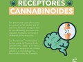 #cannabismedicinal #weed #hemp #marijuana #cannabis #cannabiscommunity #cbdhealth #medellín #cigarrillos #dolor #artritis #fumar #depresion #defensas #sistemainmune #estres #ansiedad #dismenorrea #cólicos #rinitis #epilepsia #cbdoil #fitocannabionoide #endocannabinoide @cannapeutas