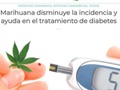 #cannabismedicinal #weed #hemp #marijuana #cannabis #cannabiscommunity #cbdhealth #medellín #cigarrillos #dolor #artritis #fumar #depresion #defensas #sistemainmune #estres #ansiedad #dismenorrea #cólicos #rinitis #epilepsia #cbdoil #fitocannabionoide #endocannabinoide #insomnio #diabetes