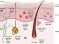 La homeostasis de la #piel se mantiene gracias al buen funcionamiento del #ECS, y muchas afecciones #dermatológicas están relacionadas con una disfunción del ECS. El uso tópico de los #cannabinoides es muy prometedor para muchos trastornos de la #piel, como la #dermatitis atópica, el #acné y la cicatrización de heridas, y muchos otros síntomas, como la hinchazón, el dolor y el picor. Los cannabinoides, con su amplia gama de efectos beneficiosos, que van desde los antioxidantes, antiinflamatorios, antimicrobianos, antilipogénicos, antiproliferativos hasta los inmunomoduladores y neuroprotectores, pueden ser muy beneficiosos para la salud de nuestra piel y su capacidad para mantener una función de barrera saludable.