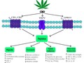 Aquí, una vez más, los #fitocannabinoides muestran un inmenso potencial y también otros ligandos los receptores #cannabinoides del reino vegetal. El objetivo es encontrar antagonistas del receptor CB1 y agonistas del receptor CB2 en el reino vegetal. Muestran un alto perfil de seguridad con efectos secundarios insignificantes y tienen múltiples objetivos dentro del #endocannabidioma que apoyan el #metabolismo saludable, el gasto de energía, la #homeostasis bioquímica y el #bienestar emocional.