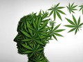 Es de sobra conocida la bajísima toxicidad orgánica del #cannabis. El hecho de que no hay una gran densidad de receptores CB1 en el tronco #encefálico, que es la estructura cerebral que regula las funciones vitales básicas como son la respiración o las funciones #cardiovasculares, hace que sea virtualmente imposible morir por #sobredosis de #cannabis. Los únicos riesgos médicos del #cannabis son en personas con problemas #cardiovasculares graves, debido al aumento del ritmo #cardíaco que produce el #cannabis en condiciones agudas.