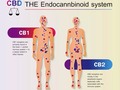 El Sistema Endocannabinoide (eCS) es un sistema complejo de regulación de la #homeostasis (equilibrio del medio interno) del cuerpo humano cuya importancia puede inferirse a partir de los hallazgos de la investigación científica sobre las funciones que cumple y los sistemas fisiológicos con los que se relaciona en #salud y #enfermedad. Es un sistema de comunicación intercelular, que ha sido caracterizado con todos sus componentes: los ligandos endógenos (AEA y 2-AG), los receptores (CB1 y CB2), los precursores químicos y las enzimas de degradación (FAAH y MAGL). A estas piezas básicas se agregan otros receptores como GPR55 y TRPV1, y ligandos conexos PEA y OEA.