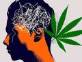 El #Cannabis podría ser un factor desencadenante: el joven ya tiene la predisposición y va a presentarla en algún momento de su vida, pero el inicio precoz en el uso de #Cannabis la pondría en evidencia más tempranamente. Esta acción se debería al efecto #psicotomimético del #Cannabis que contiene #THC; no así del #CBD que tiene efectos #antipsicó y antagoniza el efecto #psicodisléptico del #THC. Hay estudios muy interesantes que muestran como el #CBD corrige las alteraciones producidas por el #THC. Con criterio de salud pública, se debería evaluar si ha aumentado la prevalencia de los cuadros #psicó agudos relacionados con el uso de #cannabis. La #esquizofrenia es una #psicosis crónica, es decir que perdurará a lo largo de la vida del sujeto. Las #psicosis agudas a las que me refiero son cuadros de instalación brusca, de corta duración y reversibles en el curso de horas o días secundarias al consumo,. Se caracterizan por #ansiedad y #angustia masivas, autorreferencia y a veces elementos persecutorios con componente delirante marcado, y en raros casos hasta #alucinaciones. Estos efectos también dependen del tipo de uso, y del tipo de #cannabinoides y dosis que se utilicen. El estudio del #cannabidiol ofrece evidencias de su efecto #antipsicótico, por lo menos como coadyuvante del tratamiento y sin los efectos secundarios de la medicación convencional. Se requiere ensayos clínicos. No es lo mismo con el #THC, cuyo uso debe ser evitado o utilizado con extrema precaución por personas con estructuras de personalidad con tendencia o antecedentes familiares de #psicosis, y usando variedades o preparados que tengan concentraciones bajas de #THC y altas de #CBD.