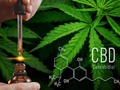 El #Cannabidiol, también conocido como #CBD es uno de los dos componentes #cannabinoides más importantes de la planta de #cannabis, que se encuentra en proporciones variables dependiendo de la cepa. Mientras que en algunas es mínimo, en otras puede ser el más abundante, o bien puede encontrarse en proporciones más o menos iguales que el #THC. Actualmente, el #CBD es el #cannabinoide al que se le reconocen más efectos beneficiosos para el tratamiento de algunos síntomas y enfermedades, y con mayor margen terapéutico; vale decir, con efectos secundarios leves en un amplio rango de dosis. En general, el #CBD es muy bien tolerado.