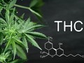 El Δ-9-#Tetrahidrocannabinol, comúnmente conocido como #THC es el componente #psicoactivo (alteración de la percepción y modificación del estado de #ánimo) de la planta de #cannabis más importante y abundante en las variedades clasificadas precisamente como #psicoactivas. Las no psicoactivas conocidas como #cáñamo, por normativa internacional deben tener menos del 1% de #THC. Los porcentajes contenidos en las plantas #psicoactivas son variables en las distintas cepas y dentro de una misma cepa, dependiendo de las condiciones de cultivo, pudiendo ir desde porcentajes bajos hasta los que superan el 25% de #THC.