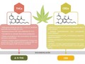 Propiedades terapéuticas del #THC Las propiedades terapéuticas más importantes del #THC, aunque demostradas con distinta calidad de evidencia son:  #analgésica  #antiinflamatoria  #neuroprotectora  #antioxidante  #relajante muscular  #antiemética y #antináusea  #antitumoral  #orexigénica (estimulación del #apetito)  reductora de la apetencia por #cocaína, #heroína, #alcohol y otras drogas.