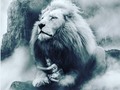 Tu Padre Celestial te ha dado el albedrío, o sea, la capacidad para escoger y actuar por ti mismo(a). El albedrío es esencial en el plan de salvación, puesto que sin él no podrías aprender, ni progresar, ni seguir al Salvador. Con él, eres libre “para escoger la libertad y la vida eterna, por medio del gran Mediador de todos los hombres, o escoger la cautividad y la muerte, según la cautividad y el poder del diablo”