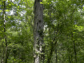 #Shagbark #Hickory Tree at #Sharon #Woods