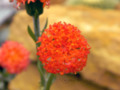 Orange Desert Flowers