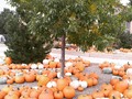 ※ Pumpkins pumpkins and more pumpkins ※  #fall #otoño2018 #santafenewmexico