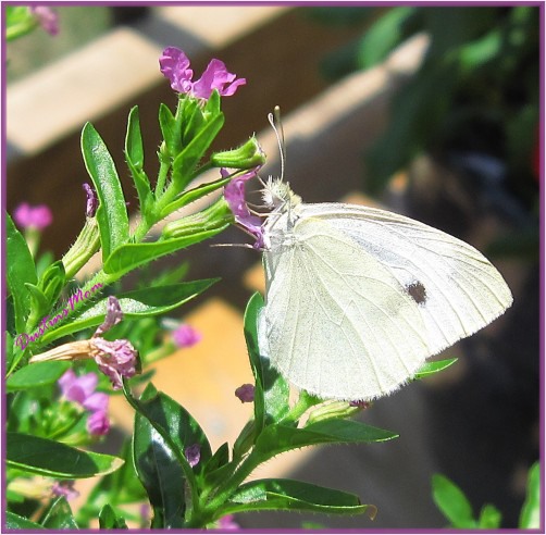 cabbage patch butterfly