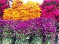 Day of the dead season just started at the markets and we couldn’t be happier! The colors, the smells and the beautiful way to remember our loved ones who passed away. Our Mexican Food 101 tour covers this amazing market. Come and explore this beautiful tradition and learn how we honor our dead.