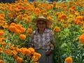 Gloria ha cultivado flores toda su vida, desde los 4 años su papá le enseñó a hacer injertos, 72 años después sigue en el mismo oficio más fuerte que nunca. En esta temporada cultivan cempasúchil y lo venden en el mercado de Jamaica los viernes y sábados por la mañana. Pueden encontrarla en el número 19 del pasillo central de flores vendiendo lo que ella misma cultiva. Aquí Gloria preciosa rodeada de sus flores.  Gloria has grown flowers all her life, her dad taught her how to grow and cultivate flowers when she was only 4 years old, now 72 years later she kept the tradition alive.   Gloria grows marigolds specially for day of the dead, you can find her at the Jamaica market central aisle number 19. Her she is all gorgeous surrounded by flowers. #mexico #diademuertos #cepmasúchil #dayofthedead