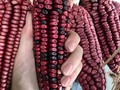 How pretty is this red corn? We are fighting to preserve endemic corn diversity, and the best way to do it is through education and consumption. A lot of amazing restaurants in Mexico City are cooking with criollo corn from all over the country creating delicious dishes. For me this is the best way to preserve our corn diversity. Allowing people to effortlessly eat it a beautiful restaurants, making it accesible in a delicious way, integrating corn in our daily life creating dishes that are both tasty and instagrammable, using social media power for a good cause.   Corn is the heart and soul of Mexican culture, it’s our identity, our roots and our connection to our ancestors, corn used to be a god and mankind was made out of maize dough according to the Mayan tradition. Preserving endemic corn it’s not only a matter of ecology and sustainability it’s a cultural, spiritual and identity issue.   #corn #maize #mexico #culture #mexicanfood #mexicocity #streetfood #sustainablefarming #sustainable