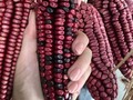 How pretty is this red corn? We are fighting to preserve endemic corn diversity, and the best way to do it is through education and consumption. A lot of amazing restaurants in Mexico City are cooking with criollo corn from all over the country creating delicious dishes. For me this is the best way to preserve our corn diversity. Allowing people to effortlessly eat it a beautiful restaurants, making it accesible in a delicious way, integrating corn in our daily life creating dishes that are both tasty and instagrammable, using social media power for a good cause.   Corn is the heart and soul of Mexican culture, it’s our identity, our roots and our connection to our ancestors, corn used to be a god and mankind was made out of maize dough according to the Mayan tradition. Preserving endemic corn it’s not only a matter of ecology and sustainability it’s a cultural, spiritual and identity issue.   #corn #maize #mexico #culture #mexicanfood #mexicocity #streetfood #sustainablefarming #sustainable #food #foodie #foodporn