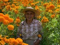 Today we have a very special activity. Every year we sell marigolds from one of our most beloved vendors: Gloria.   She just turned 78 last month and still grows and cultivates her beautiful flowers in her farm. She’s the strongest, sweetest person you’ll ever meet.   Gloria as most farmers do, faces huge challenges, from lack of water, climate changes and low income due people paying the bare minimum for her products.   Every year we make this special sale where Gloria gets to make 3 times more than what she makes at the flower market. This is a huge relieve and allows she and her family to get some extra money for the Hollidays.   If you are in Mexico City or have friends here, come to buy some marigolds today from 1:00 to 5:00 pm at Cuautla 58, Condesa.   In case we need to clarify this, 100% of the money goes to Gloria, we volunteer for the sale and @grandes_vinedos allow us to use their office for free to deliver the flowers. This time they will be also selling wines with awesome discounts.   Hope to see you there!!
