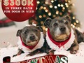 #REPOST @the_blueboys   Hello everyone. The time is here. The most important day of the year where we really make a difference. 🥺🙏🏻 For six years now we’ve put our efforts into trying to create hope for dogs at Christmas time. Each year we ask you all to get behind us as we do something incredibly important and truly magical. And every year, there you’ve been. We’ve raised over $1 Million dollars in our time on instagram thanks to you wonderful people that really care. $1 million dollars has changed the lives of literally thousands and thousands of dogs. So many dogs have been given a home and a family thanks to you. And we’re going to do it again! This year we are attempting to raise $300,000 in three days for dogs in desperate need all over the world.  Please consider donating a small amount if you can. The link is in our bio so you can donate now. Something that’s more important than ever this year with all of the changes to Instagram is SHARING. Our reach is nothing like it used to be so I don’t know if we can even get close to our goal. But I have hope that with all of your help, and the more people that see this, we can do it 🙏🏻♥️ I have a special prize worth over $1500 for one lucky person that shares this picture to their page and tags us in the post and the caption. So please, please share if you can. 🙏🏻♥️