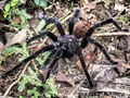 Araña en Capira Panama. #casimebrinca #delejos #tarantula #venenosa #zapegato #spider #bioinsectisida