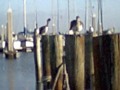 seagulls at l or t-head