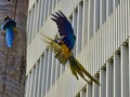 #photo #guacamaya